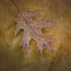 USA, Washington State, Seabeck. Close-up of fallen oak leaf. Art Print